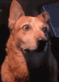 1740158595968.gif