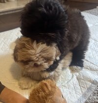 IMG_0764.jpeg