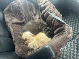 IMG_0775.jpeg