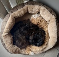 IMG_1039.jpeg