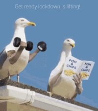 the seagulls can't wait.jpg
