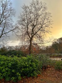 IMG_1638.jpeg