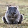 Wombat Perry